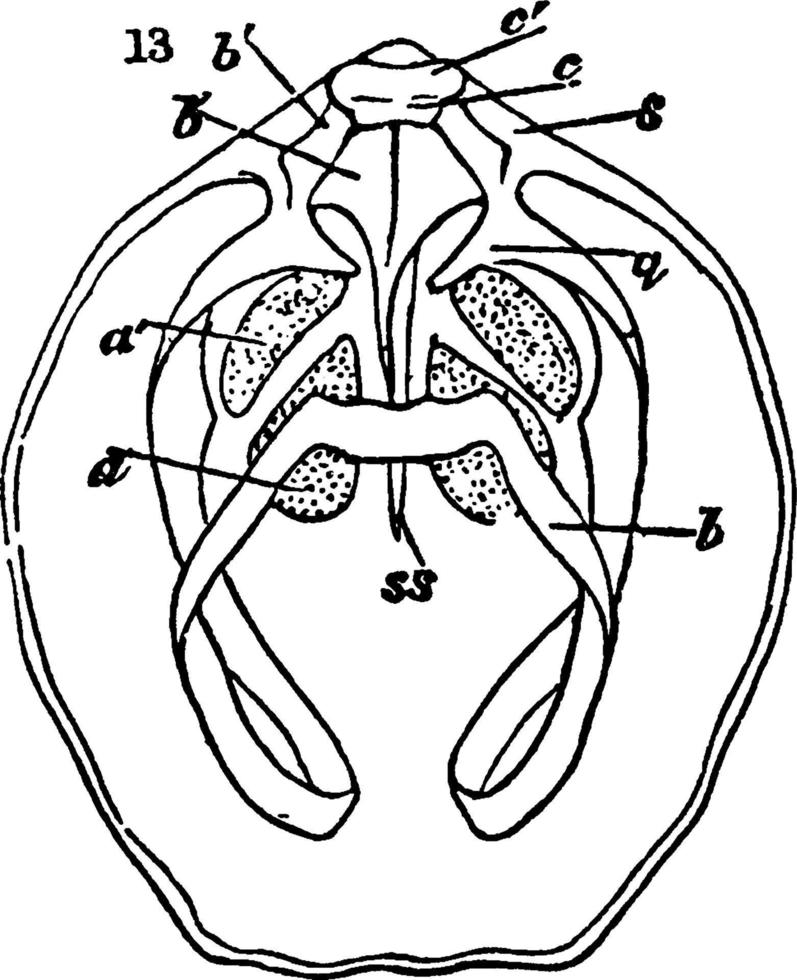 ventrale ventiel, wijnoogst illustratie. vector