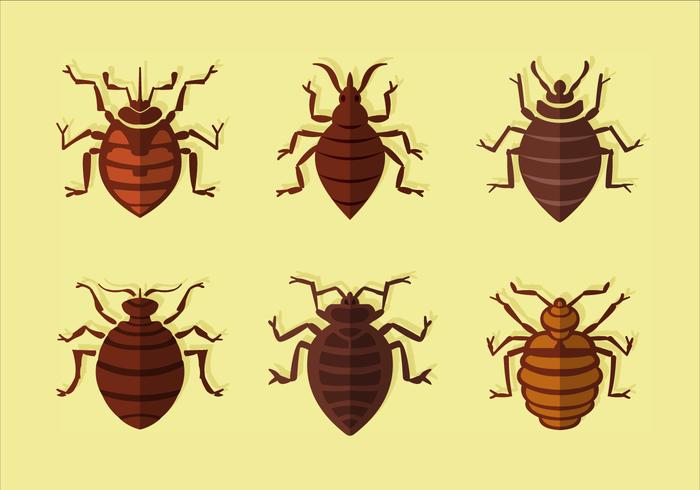 Bed bug flat vector