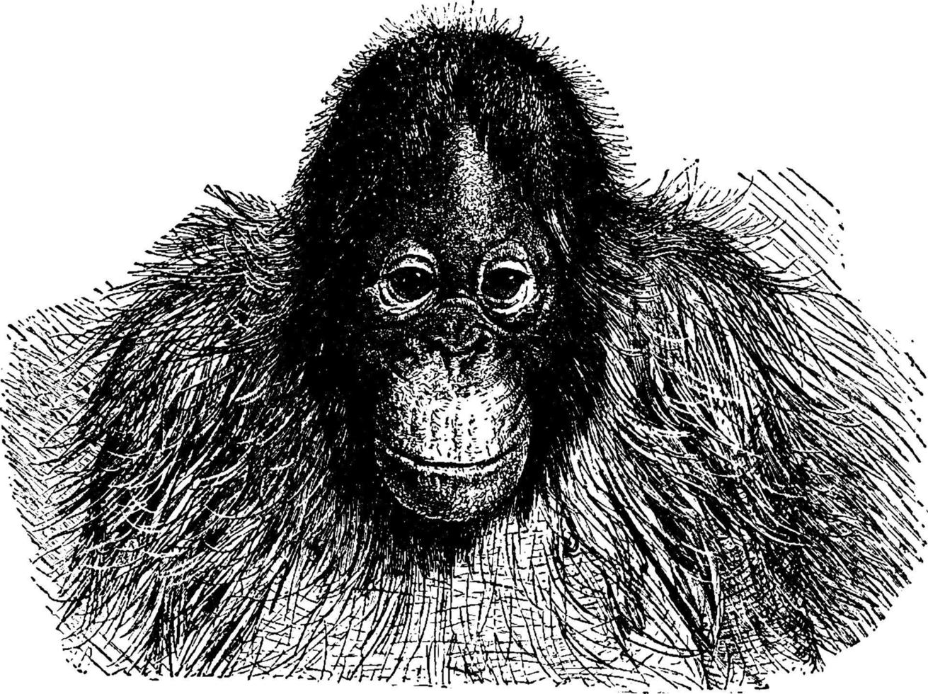 orangoetan, wijnoogst illustratie. vector