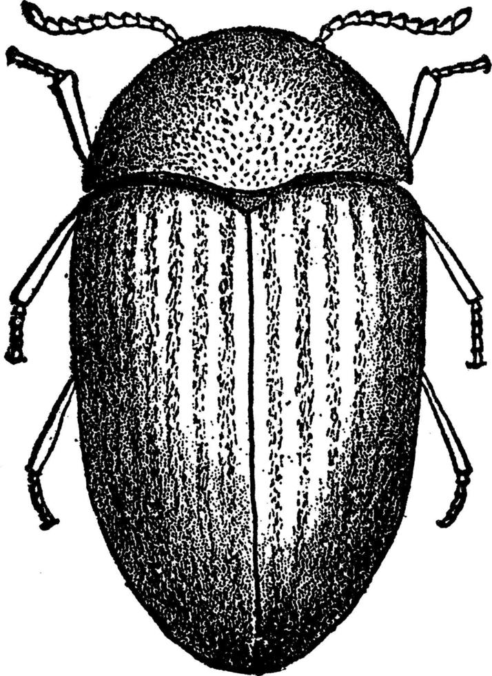 lasiodermie, wijnoogst illustratie. vector