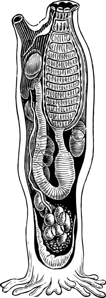 zee spuiten, wijnoogst illustratie. vector