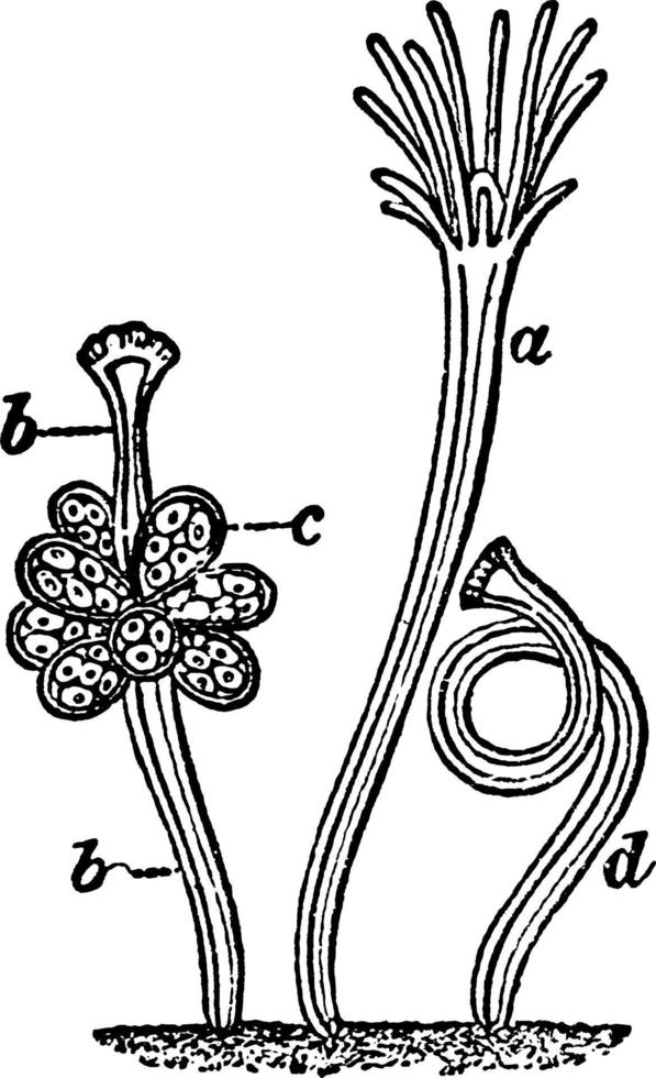 hydractinia, wijnoogst illustratie. vector