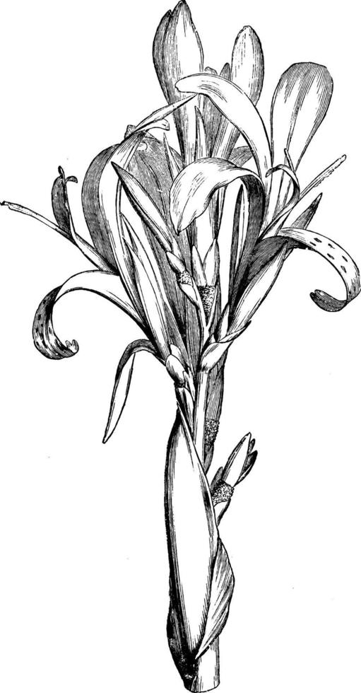 bloeiend piek van canna speciosa wijnoogst illustratie. vector
