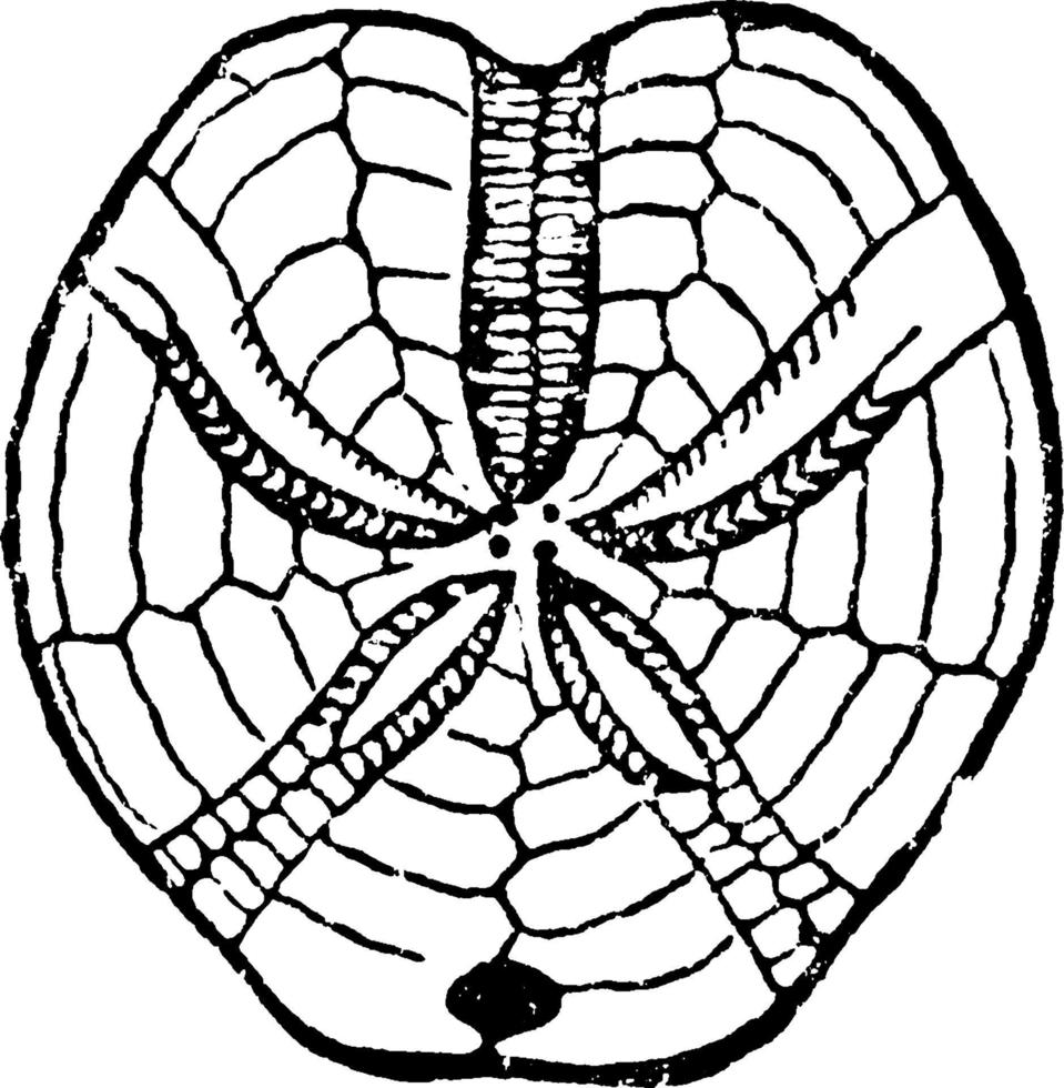 fossiel echinidea of hemipneustes groenvii, wijnoogst illustratie. vector