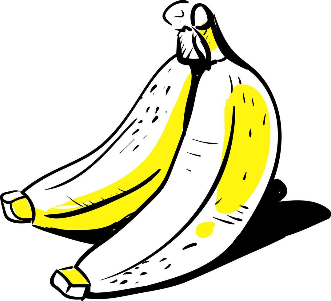 banaan tekening, illustratie, vector Aan wit achtergrond.