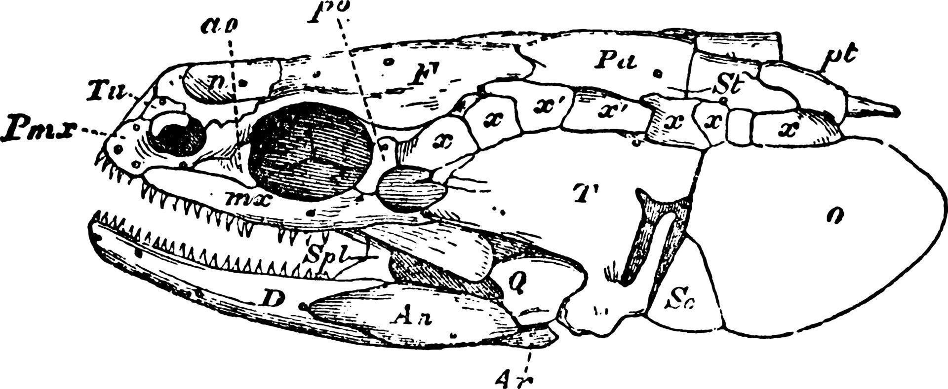 polypterus schedel, wijnoogst illustratie. vector