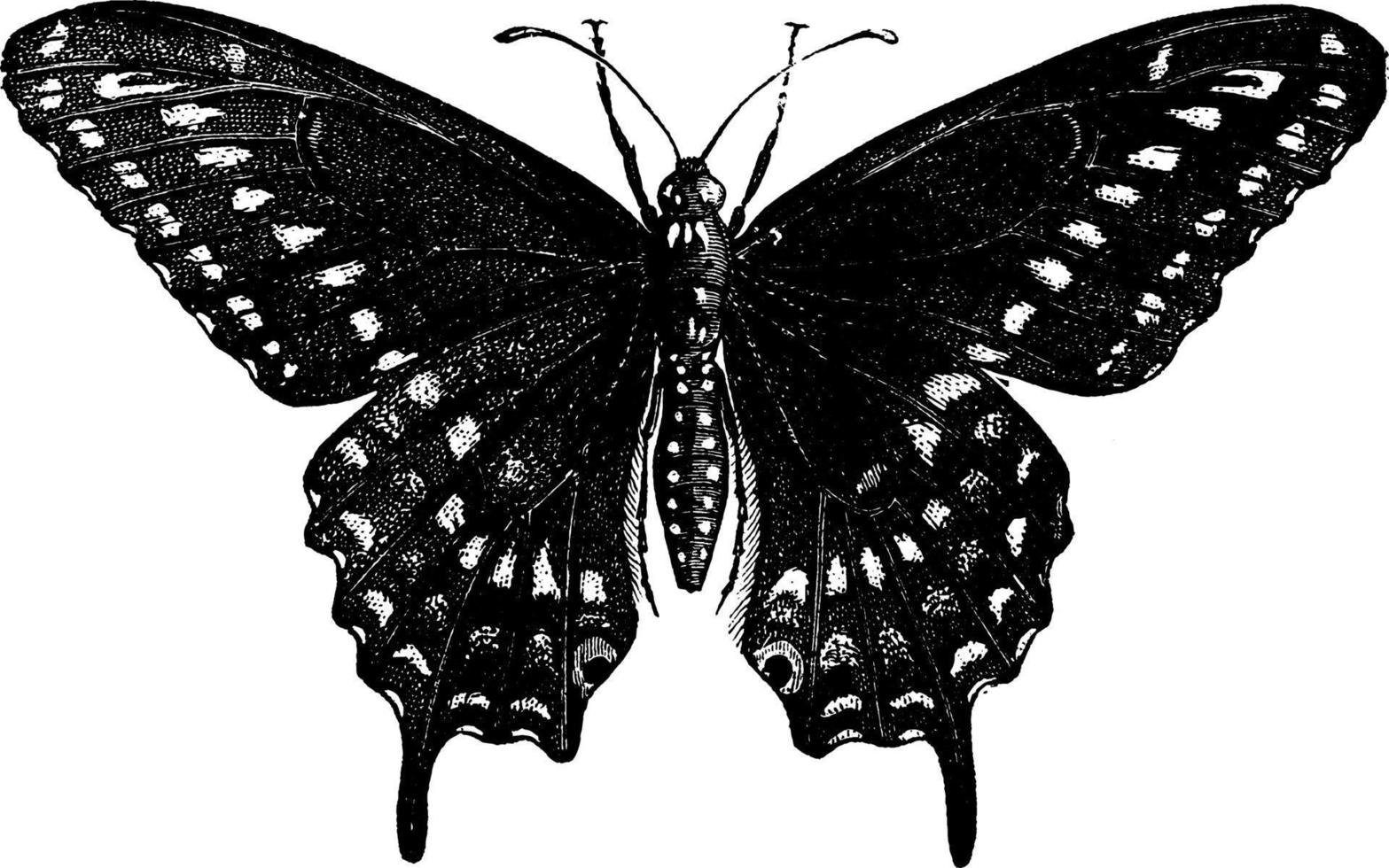 vlinder of papilio asteria's, wijnoogst illustratie. vector