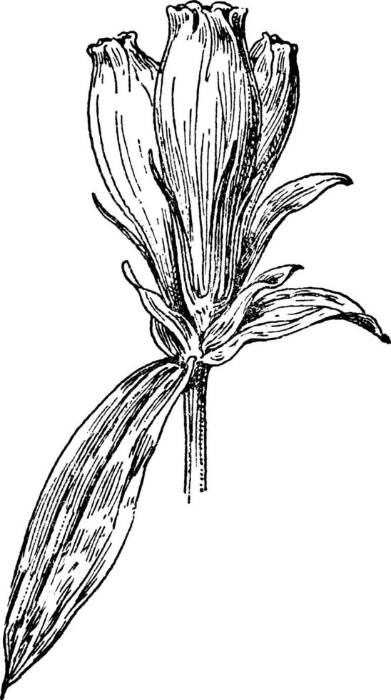 zeepkruid gentiaan wijnoogst illustratie. vector