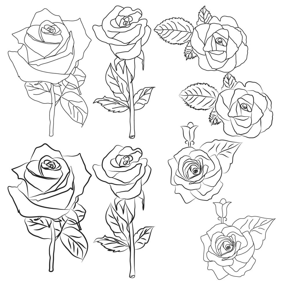 hand- getrokken roos lijn tekening afbeeldingen illustratie verzameling vector