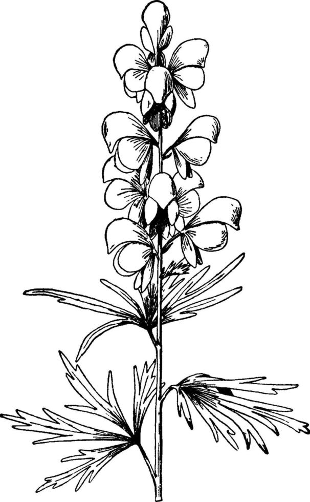 aconitum napellus wijnoogst illustratie. vector