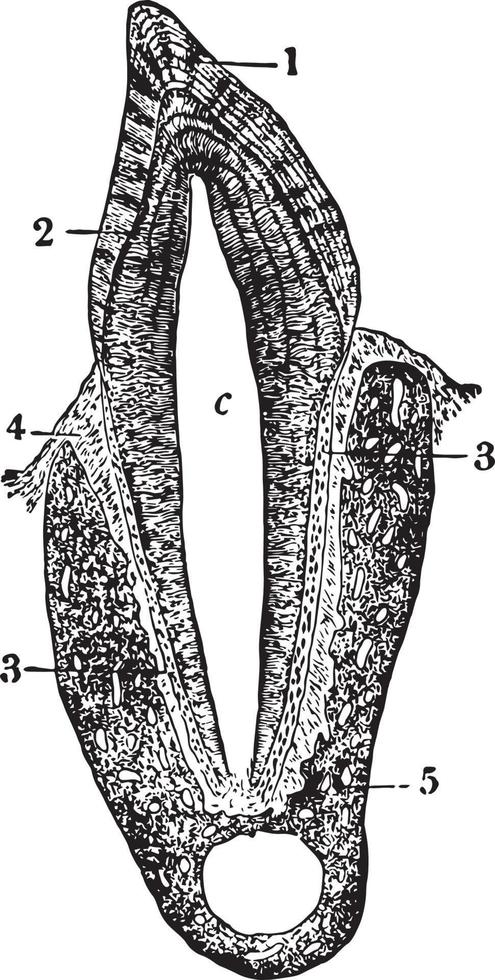 premolaar tand, wijnoogst illustratie vector