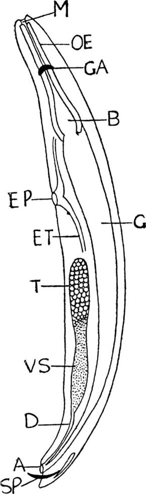 nematode, wijnoogst illustratie. vector