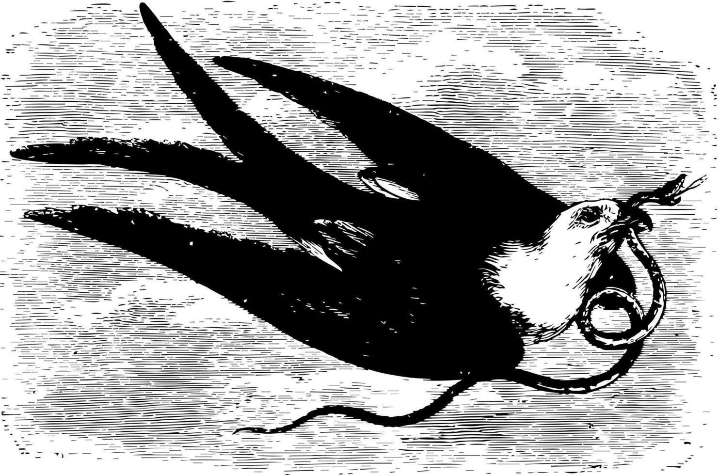 vork staart vlieger, wijnoogst illustratie. vector
