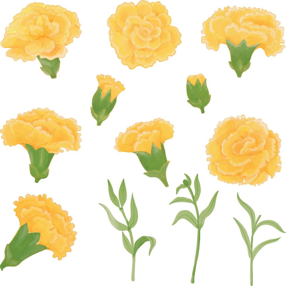 reeks van waterverf anjer bloem, geel flora clip art vector