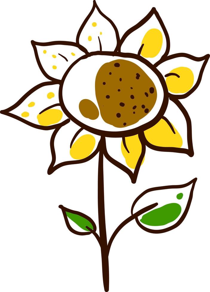 zonnebloem tekening, illustratie, vector Aan wit achtergrond.