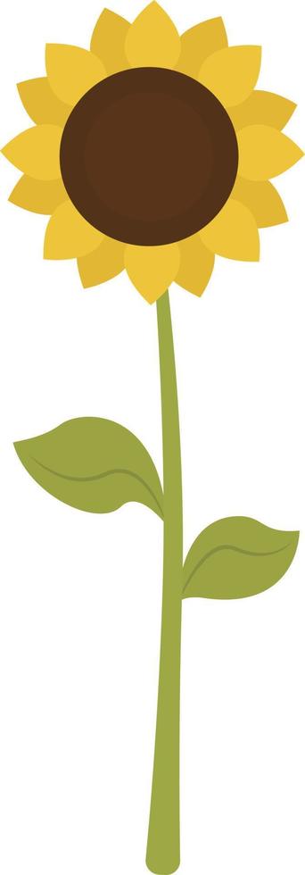 zonnebloem, illustratie, vector Aan wit achtergrond.