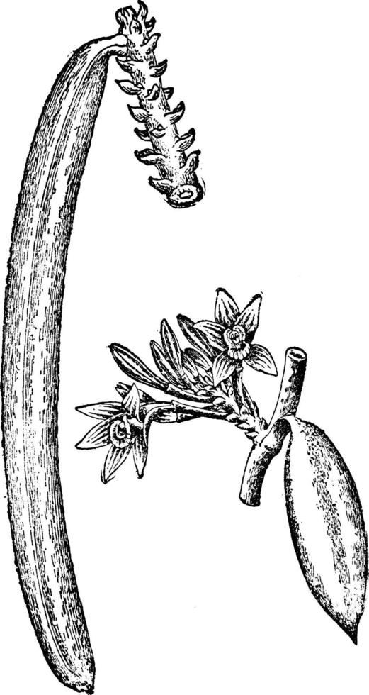 vanille planifolia wijnoogst illustratie. vector