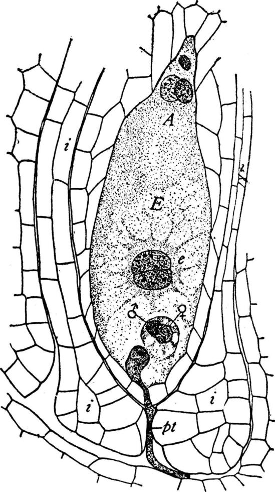 lilium philadelphicum wijnoogst illustratie. vector