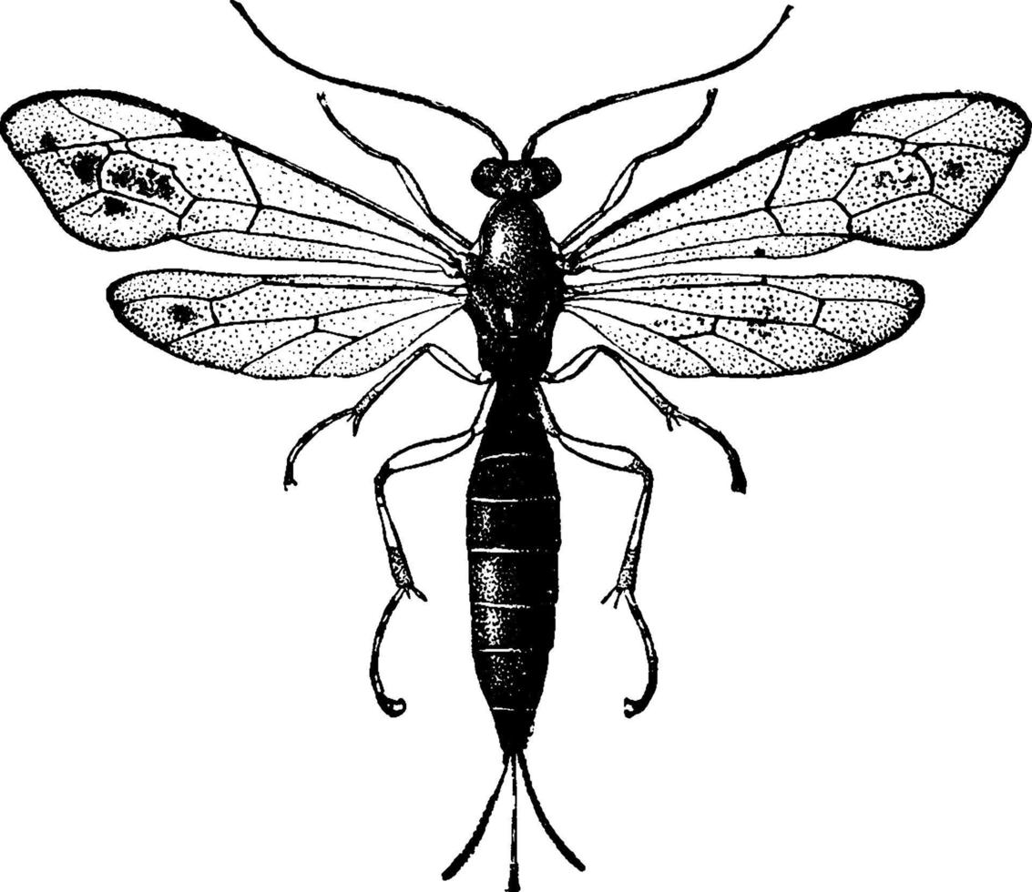 sluipwesp of pimpla veroveraar, wijnoogst illustratie. vector