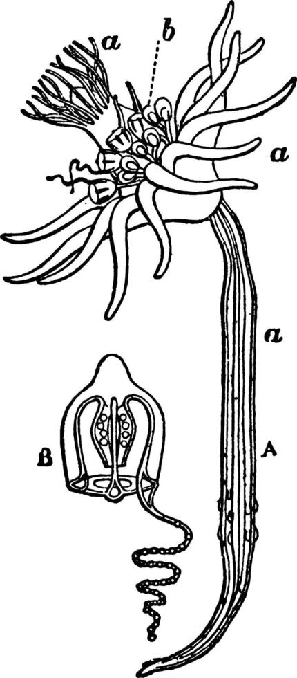 corymorpha, wijnoogst illustratie. vector