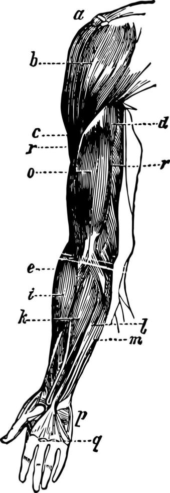 arm spieren wijnoogst illustratie. vector