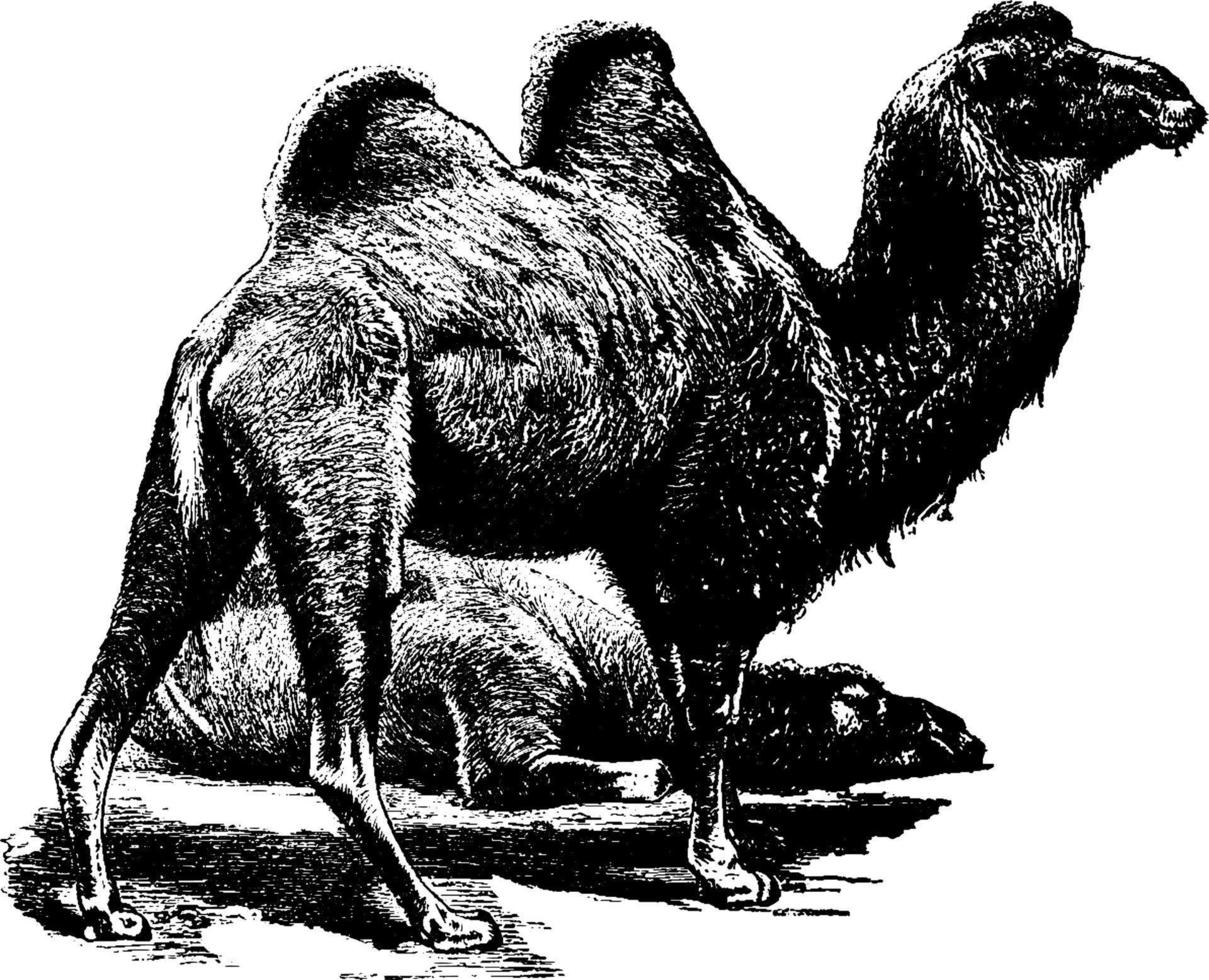 Bactrian kameel, wijnoogst illustratie. vector