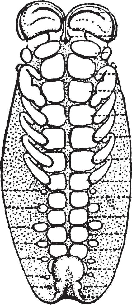 Schorpioen embryo, wijnoogst illustratie. vector
