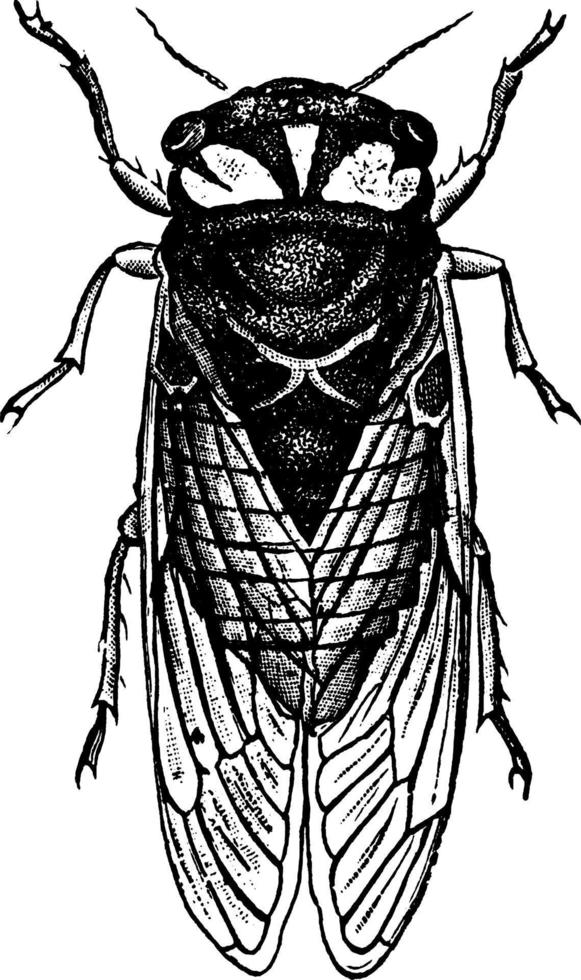 cicade, wijnoogst illustratie. vector