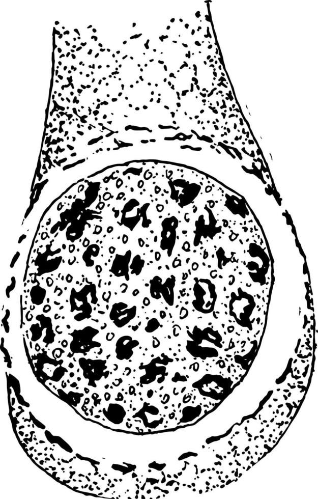 vorming van cyclospora cayetanensis spermatozooïden, wijnoogst illustratie vector