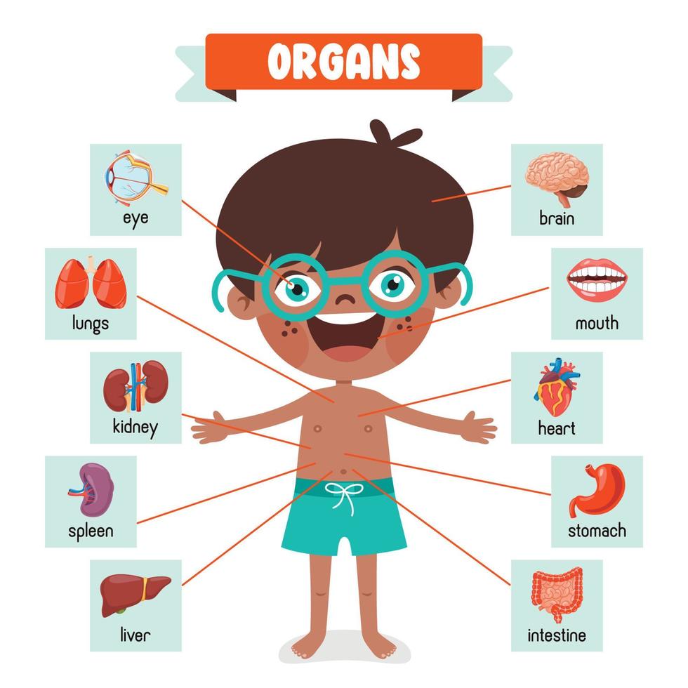 tekenfilm tekening van menselijk organen vector