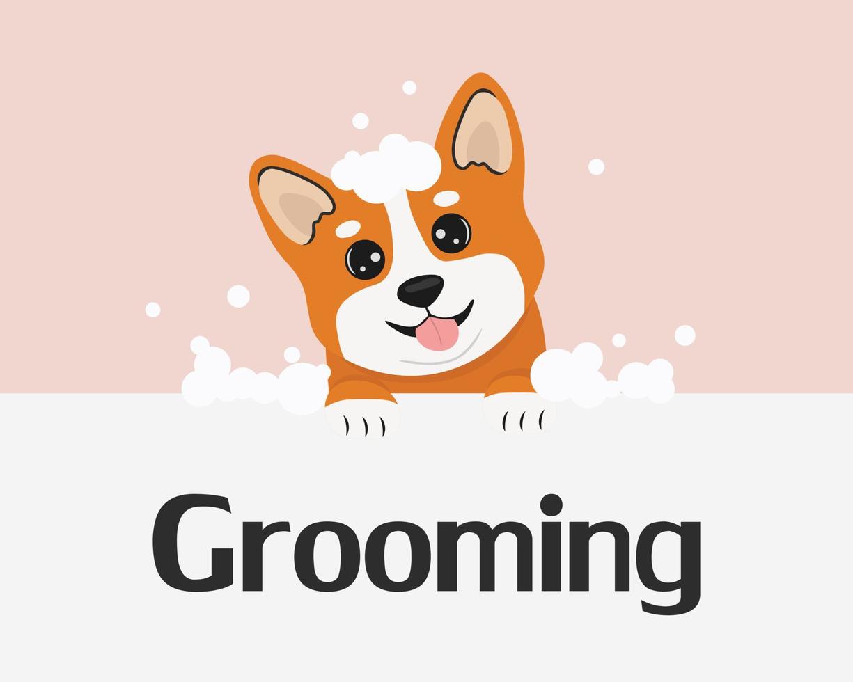 schattig corgi hond nemen een bad met bubbel. illustratie voor huisdier poetsen, spandoek. vector illustratie in tekenfilm stijl. uiterlijke verzorging concept.
