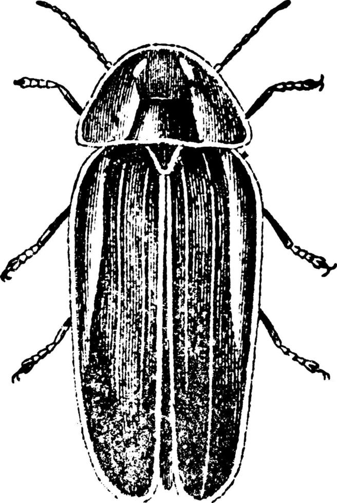lampyris savignii, wijnoogst illustratie. vector