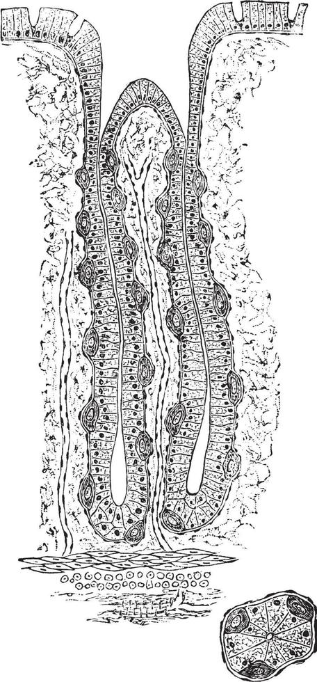 peptisch maag- klier, wijnoogst illustratie. vector