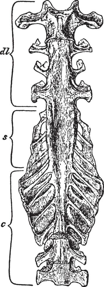 kip heiligbeen, wijnoogst illustratie. vector