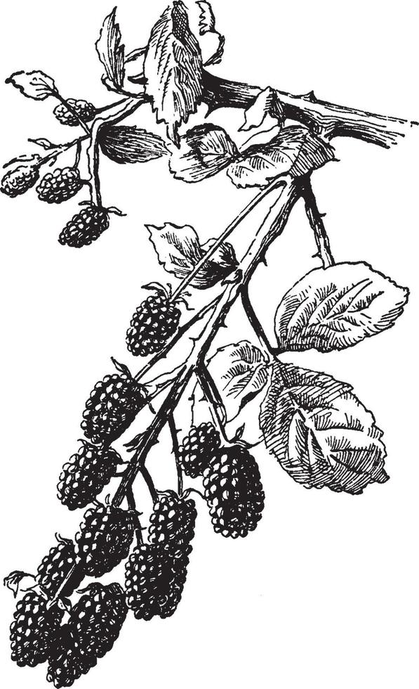 wild braam wijnoogst illustratie. vector