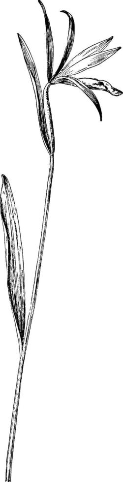 pogonia divaricata wijnoogst illustratie. vector