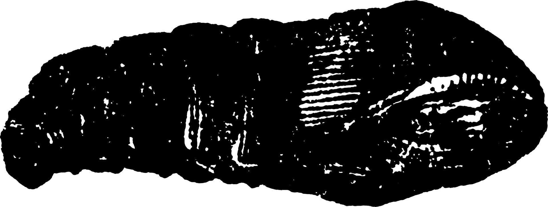 zakworm, wijnoogst illustratie. vector