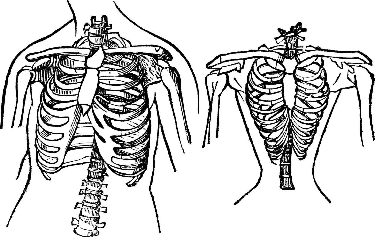 natuurlijk en gecontracteerd borst, wijnoogst illustratie. vector