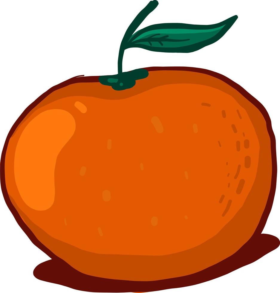 oranje mandarijn, illustratie, vector Aan wit achtergrond