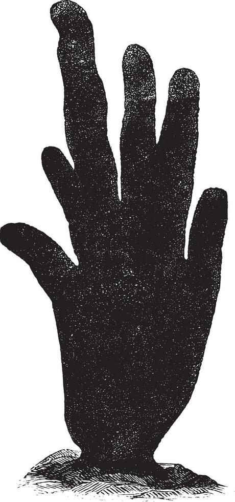 Neptunus handschoen, wijnoogst illustratie. vector