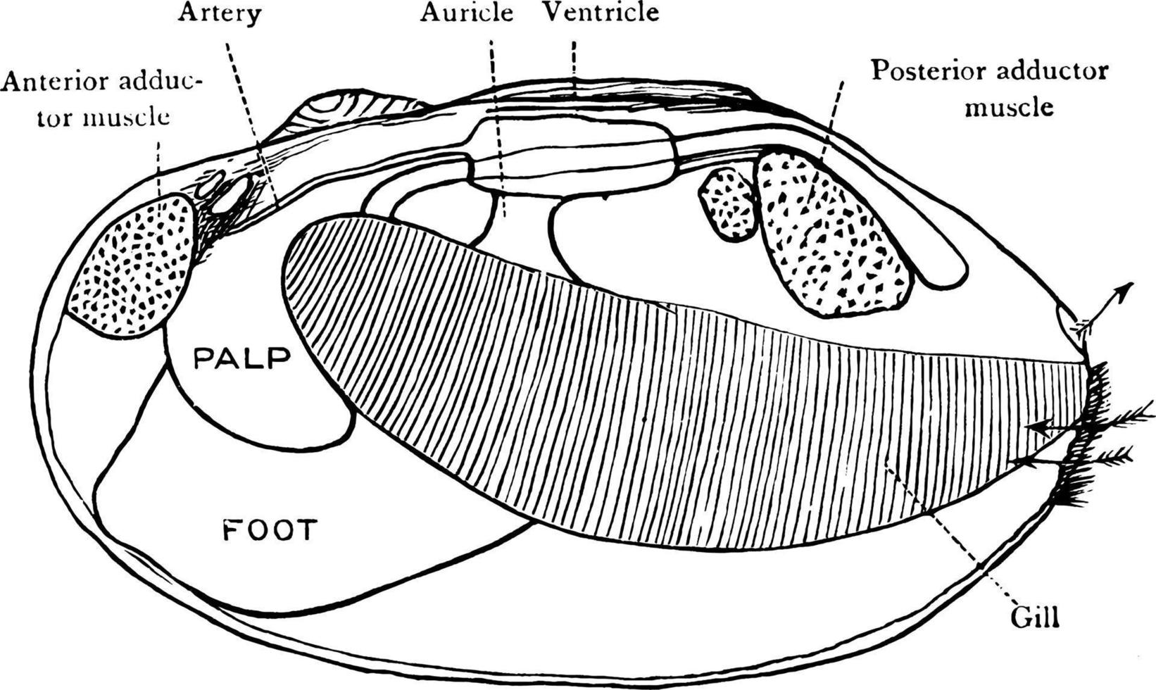 clam schelp, wijnoogst illustratie. vector