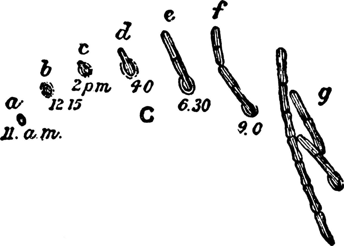 bacil ramosus, wijnoogst illustratie. vector