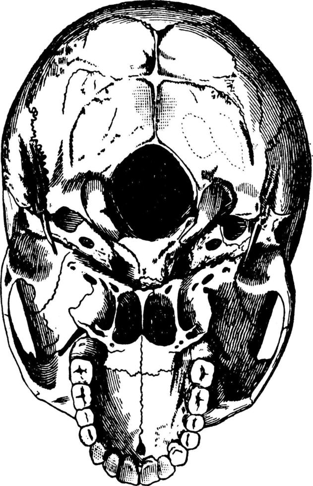 baseren van de schedel, wijnoogst illustratie. vector