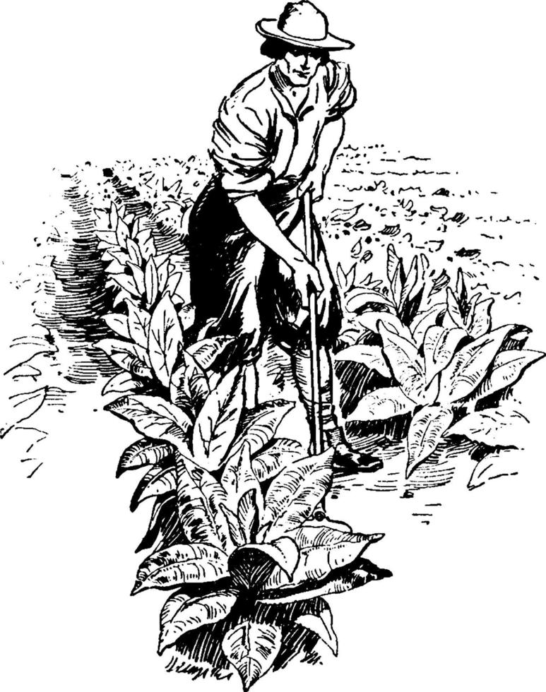 tabak planten, vintage illustratie vector