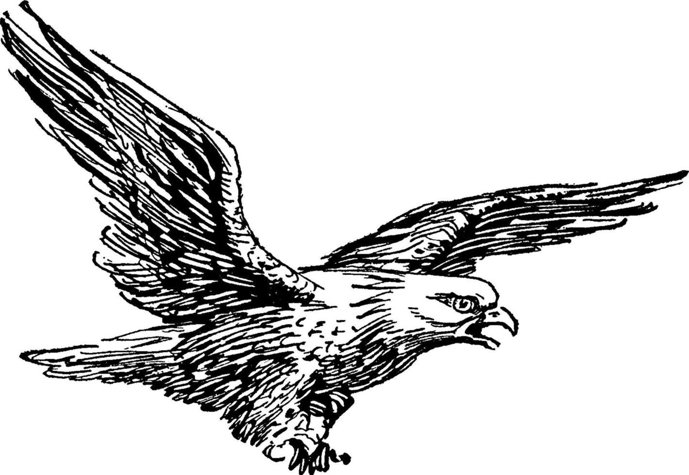 kaal adelaar of haliaeetus leukocephalus, wijnoogst illustratie vector