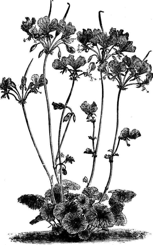 pelargonium endlicherianum wijnoogst illustratie. vector