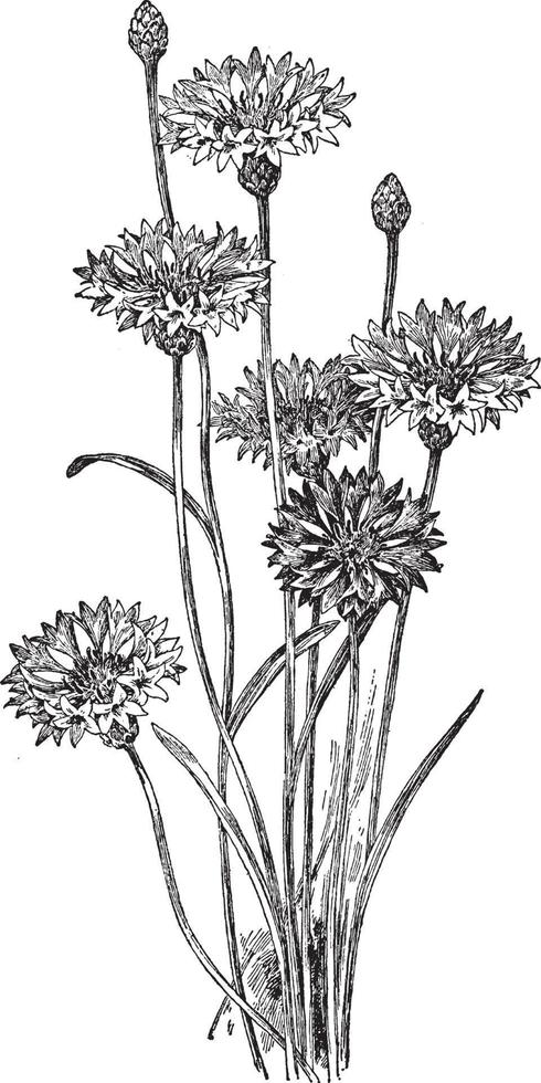 centaurea cyanus wijnoogst illustratie. vector