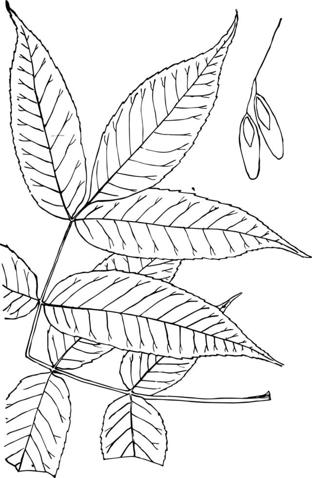 geslacht fraxinus, ik. as wijnoogst illustratie. vector