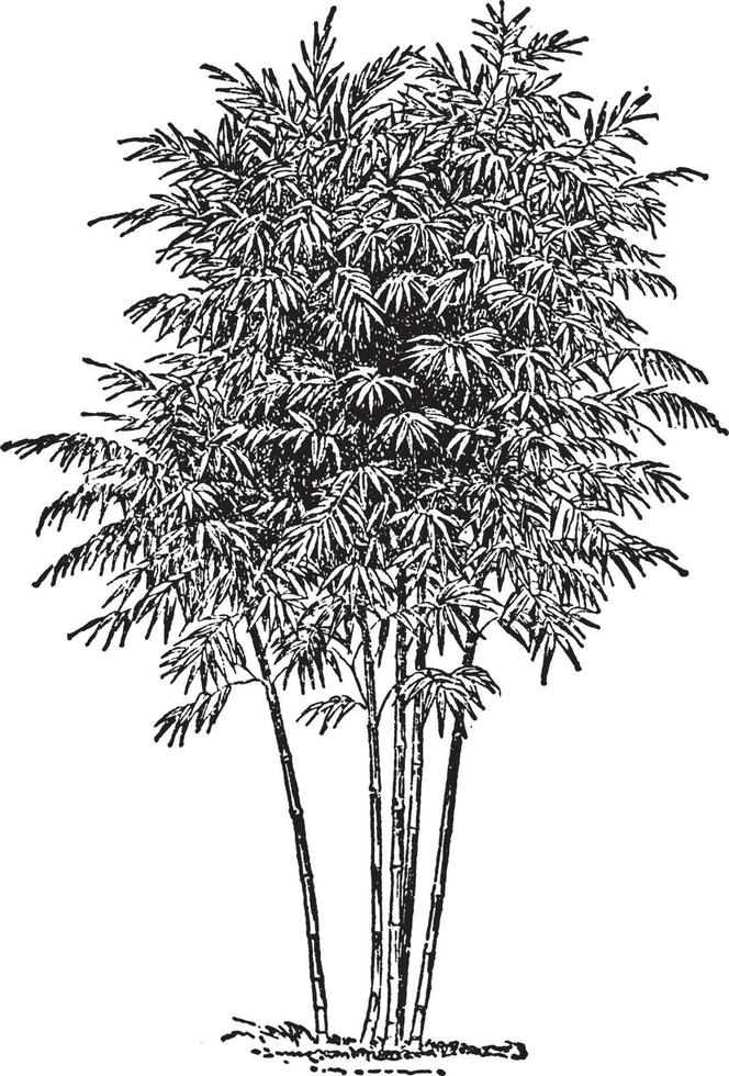 bamboe wijnoogst illustratie. vector