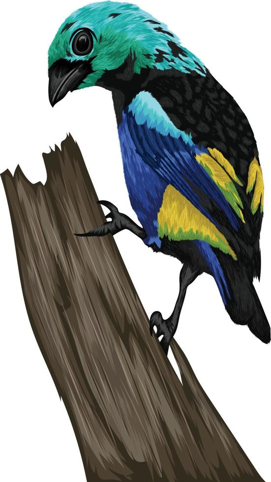 gedetailleerd kleurrijk vogel illustratie vector